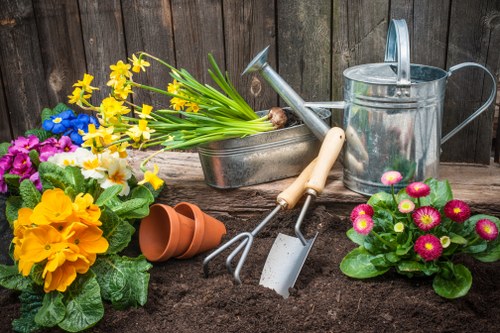 Healthy native plants in Eltham garden